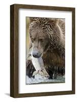 Brown Bear, Katmai National Park, Alaska-null-Framed Photographic Print