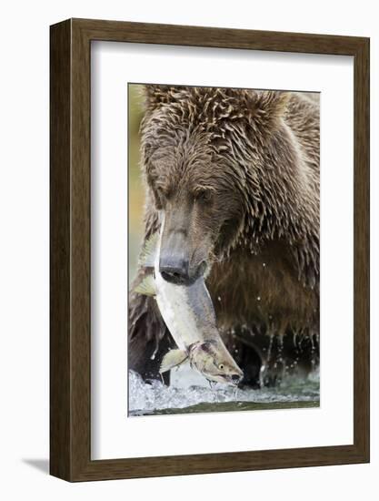 Brown Bear, Katmai National Park, Alaska-null-Framed Photographic Print