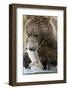 Brown Bear, Katmai National Park, Alaska-null-Framed Photographic Print