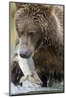 Brown Bear, Katmai National Park, Alaska-null-Mounted Photographic Print