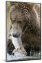 Brown Bear, Katmai National Park, Alaska-null-Mounted Photographic Print