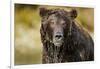 Brown Bear, Katmai National Park, Alaska-null-Framed Photographic Print