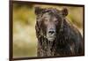 Brown Bear, Katmai National Park, Alaska-null-Framed Photographic Print