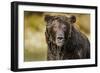 Brown Bear, Katmai National Park, Alaska-null-Framed Photographic Print