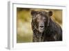 Brown Bear, Katmai National Park, Alaska-null-Framed Photographic Print