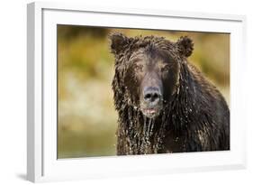 Brown Bear, Katmai National Park, Alaska-null-Framed Photographic Print