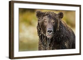 Brown Bear, Katmai National Park, Alaska-null-Framed Photographic Print