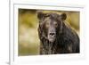 Brown Bear, Katmai National Park, Alaska-null-Framed Photographic Print