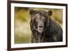 Brown Bear, Katmai National Park, Alaska-null-Framed Photographic Print