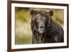 Brown Bear, Katmai National Park, Alaska-null-Framed Photographic Print