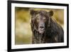 Brown Bear, Katmai National Park, Alaska-null-Framed Photographic Print