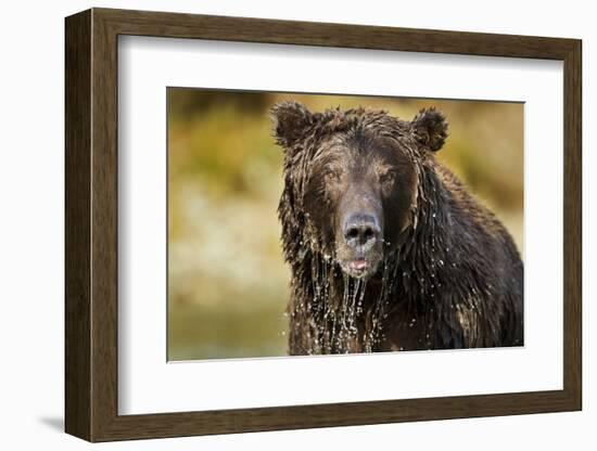 Brown Bear, Katmai National Park, Alaska-null-Framed Photographic Print