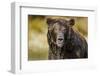 Brown Bear, Katmai National Park, Alaska-null-Framed Photographic Print