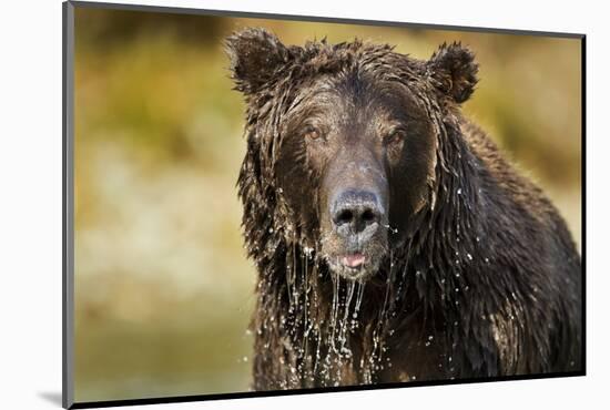 Brown Bear, Katmai National Park, Alaska-null-Mounted Photographic Print