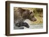 Brown Bear, Katmai National Park, Alaska-null-Framed Photographic Print