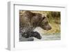 Brown Bear, Katmai National Park, Alaska-null-Framed Photographic Print