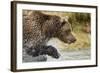 Brown Bear, Katmai National Park, Alaska-null-Framed Photographic Print