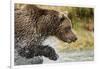 Brown Bear, Katmai National Park, Alaska-null-Framed Photographic Print