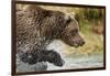 Brown Bear, Katmai National Park, Alaska-null-Framed Photographic Print