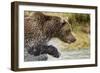 Brown Bear, Katmai National Park, Alaska-null-Framed Photographic Print