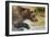 Brown Bear, Katmai National Park, Alaska-null-Framed Photographic Print