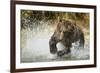 Brown Bear, Katmai National Park, Alaska-null-Framed Photographic Print