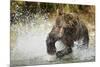 Brown Bear, Katmai National Park, Alaska-null-Mounted Photographic Print