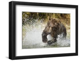 Brown Bear, Katmai National Park, Alaska-null-Framed Photographic Print