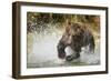 Brown Bear, Katmai National Park, Alaska-null-Framed Photographic Print