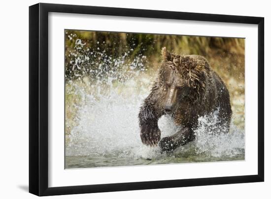 Brown Bear, Katmai National Park, Alaska-null-Framed Photographic Print