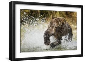 Brown Bear, Katmai National Park, Alaska-null-Framed Photographic Print