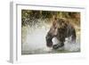 Brown Bear, Katmai National Park, Alaska-null-Framed Photographic Print