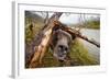 Brown Bear, Katmai National Park, Alaska-null-Framed Photographic Print