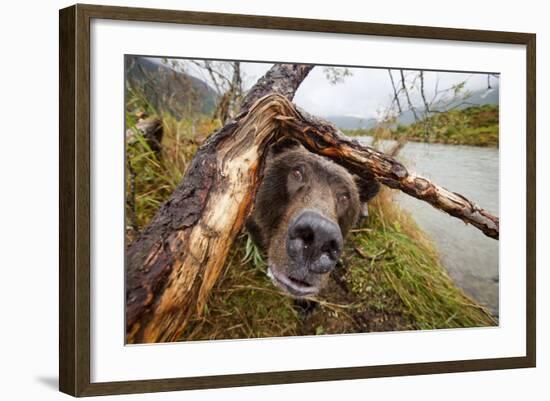 Brown Bear, Katmai National Park, Alaska-null-Framed Photographic Print