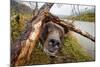 Brown Bear, Katmai National Park, Alaska-null-Mounted Photographic Print