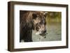 Brown Bear, Katmai National Park, Alaska-null-Framed Photographic Print