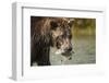 Brown Bear, Katmai National Park, Alaska-null-Framed Photographic Print