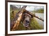 Brown Bear, Katmai National Park, Alaska-null-Framed Photographic Print