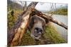 Brown Bear, Katmai National Park, Alaska-null-Mounted Photographic Print