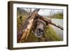 Brown Bear, Katmai National Park, Alaska-null-Framed Photographic Print