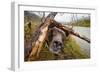 Brown Bear, Katmai National Park, Alaska-null-Framed Photographic Print