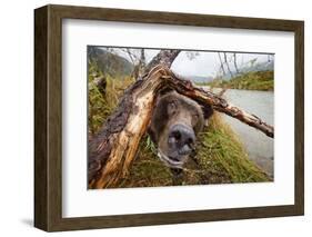 Brown Bear, Katmai National Park, Alaska-null-Framed Photographic Print