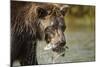 Brown Bear, Katmai National Park, Alaska-null-Mounted Photographic Print