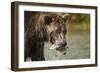 Brown Bear, Katmai National Park, Alaska-null-Framed Photographic Print