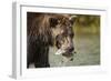 Brown Bear, Katmai National Park, Alaska-null-Framed Photographic Print