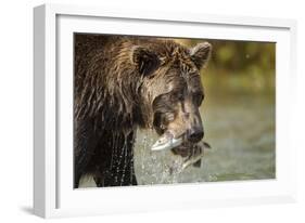 Brown Bear, Katmai National Park, Alaska-null-Framed Photographic Print