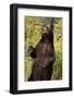 Brown Bear, Katmai National Park, Alaska-null-Framed Photographic Print