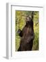 Brown Bear, Katmai National Park, Alaska-null-Framed Photographic Print