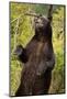 Brown Bear, Katmai National Park, Alaska-null-Mounted Photographic Print