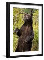 Brown Bear, Katmai National Park, Alaska-null-Framed Photographic Print